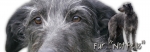 Spardose Scottish Deerhound